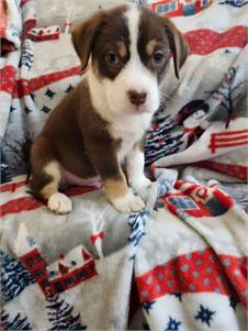 Axle the Australian Shepherd & Beagle Mix at All 4 the Dogs Rescue
