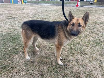 Buster the German Shepherd at Lonely Paws Adoption Network 