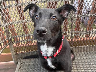 Tux the Lab Shepherd Mix at Pawsitively Furever Dog Rescue