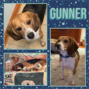 Gunner the Beagle at Happy Paws Rescue 