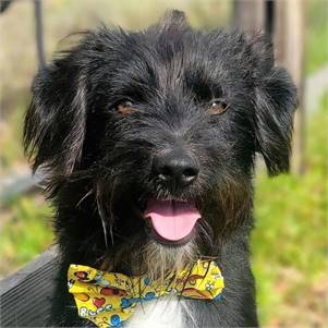 Bug the Bearded Collie Mix at Big Dog Rescue Project 