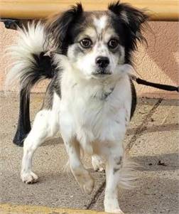 Quincy the Papillon Mix at Animal Alliance 