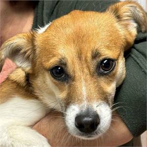 Bagel - Jack Russell Terrier & Chihuahua Mix at One Step Closer Animal Rescue (OSCAR)