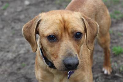 Frazier the Hound Mix at South Jersey Regional Animal Shelter