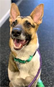 Trinity TX the German Shepherd Dog / Border Collie / Mix at NorthStar Pet Rescue
