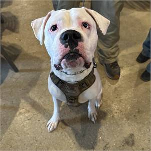 Rico the American Bulldog Mix at 4 Paws Dog Rescue of NJ 
