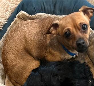 Sweet Pea - Chihuahua & Miniature Dachshund Mix at Second Chance Pet Adoption League