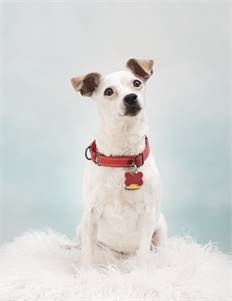 BB the Jack Russell Terrier Chihuahua Mix at Rescue Haven Foundation