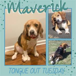 Maverick the Beagle at Happy Paws Rescue 