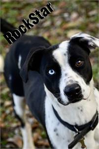 Rocky the Cattle Dog & Terrier Mix at One Love Animal Rescue