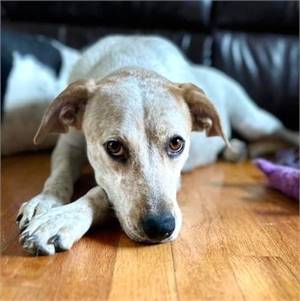 Sandy the Australian Cattle Dog / Blue Heeler at Your New Best Friend Dog Rescue