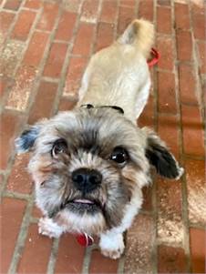 Gizmo Giblets the Shih Tzu at Friends with Four Paws