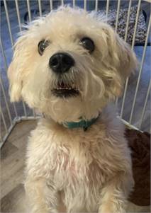Boyd the Terrier, Soft Coated Wheaten/Mix at New Life Animal Rescue