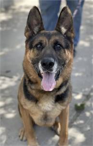 Troy the German Shepherd at Heart & Soul Dog Rescue