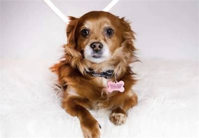 Winston the Cavalier King Charles Spaniel Mixed Breed at Rescue Haven Foundation