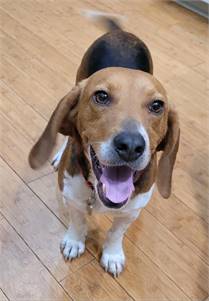 Russ the Beagle Mix at Cold Nose Warm Heart Dog Rescue NJ