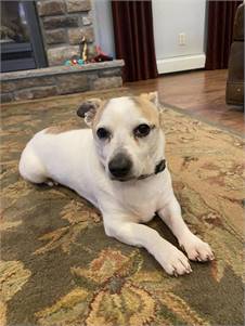 Toby the Jack Russell Terrier Mix at FOWA Rescue 