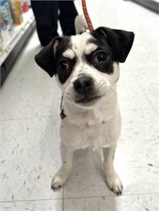 Phoebe the Chihuahua / Jack Russell Terrier Mix at NJSH Pet Rescue 