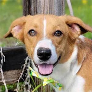 Davy the Harrier & Australian Shepherd Mix at Big Dog Rescue Project 