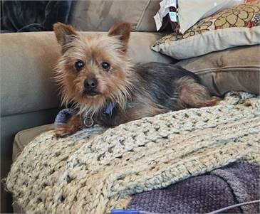 Sparky the Silky Terrier at NJSH Pet Rescue 