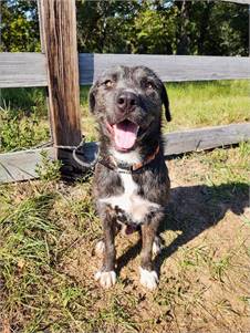 Ranger the Terrier Mix at Big Dog Rescue Project  