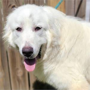 Gumby the Great Pyrenees at Big Dog Rescue Project