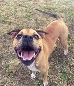 Shelby the Boxer Mix at South Jersey Regional Animal Shelter