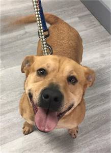 Tony the Black Mouth Cur Lab Mix at S.A.V.E. Rescue Shelter