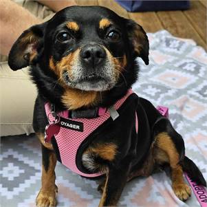 Kimi the Chihuahua & Mini Pin Mix at at One Step Closer Animal Rescue (O.S.C.A.R.)