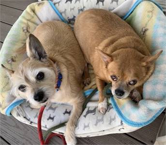 Scrappie & Sofie - Senior Bonded Pair at NorthStar Pet Rescue