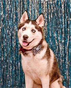 Angel the Siberian Husky at A Pathway to Hope