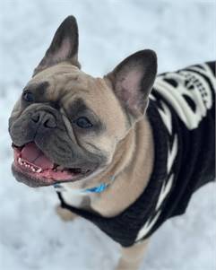 Rookie the French Bulldog at Heart & Soul Dog Rescue 