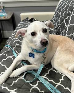 Chauncey the Senior Chihuahua Mix at Real Dog Rescue