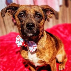 Ginger the Chihuahua & Dachshund Mix at Big Dog Rescue Project
