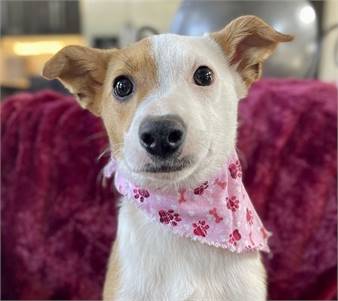 Periwinkle Lonestar the Fox Terrier Mix at Eleventh Hour Rescue 