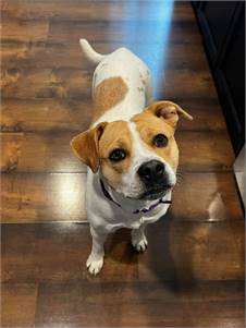 Flora the Beagle Mix at South Jersey Regional Animal Shelter