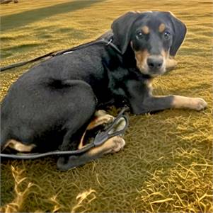Ruth the Doberman Pinscher & Black & Tan Coonhound Mix at Lost Paws Animal Rescue