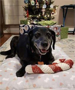 Remi the Senior Beagle Pug Mix at A Pathway to Hope 