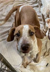 Vallie the English Coonhound at All Humane Animal Rescue 