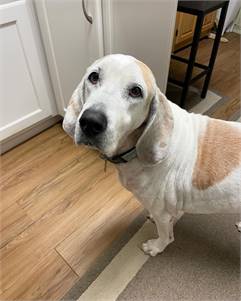 Dixie the Senior Coonhound / Hound Mix at Real Dog Rescue 