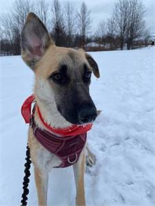 Hazel the German Shepherd Mix at Lonely Paws Adoption Network
