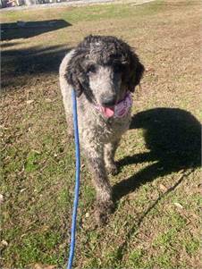 Happy the Standard Poodle & Aussiedoodle Mix at Luv Furever Animal Rescue