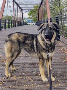 Cyrus the German Shepherd at Big Dog Rescue Project 