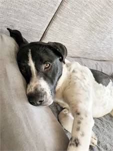 Brodie the German Shorthaired Pointer & Labrador Retriever Mix at FOWA Rescue 