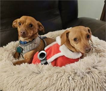 Chico and Tonka - Dachshund Chihuahua Mix - Bonded Pair at Wag on Inn Rescue
