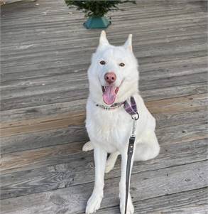 Timber the Siberian Husky at A Pathway to Hope