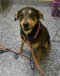 Nash the Coonhound Mix at NJSH Pet Rescue 