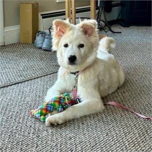 Caelyn the Siberian Husky / Australian Cattle Dog at FurryTail Endings Canine Rescue