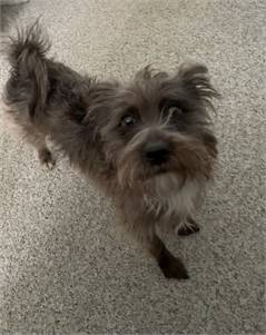 Toto the Cairn Terrier at FOWA Rescue