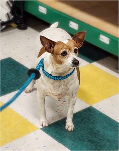 Leisy the Chihuahua Mix at 3 Hearts 4 Paws Animal Rescue
